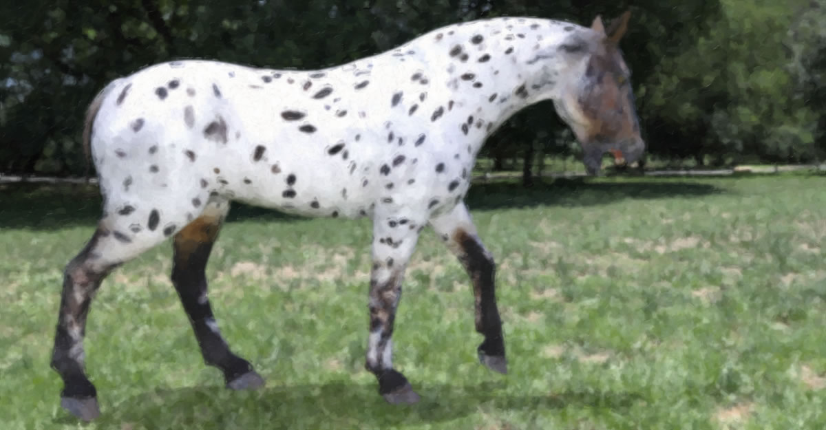 horse painting 11